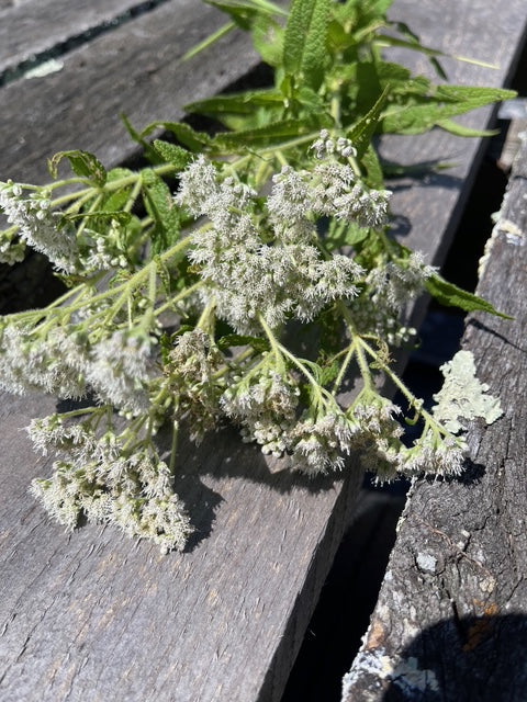 Boneset: A Bitter Herb to Support Fevers & Flu