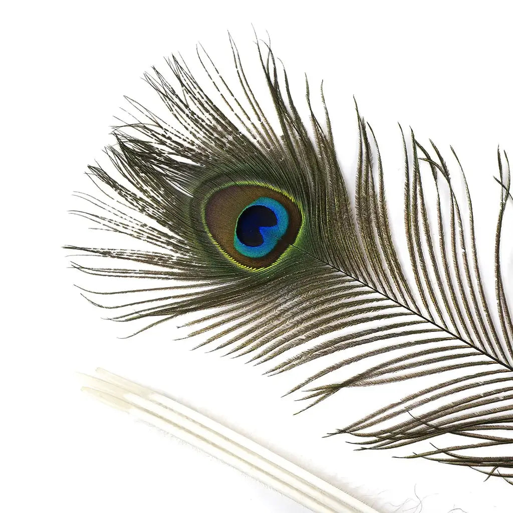 Peacock Feather