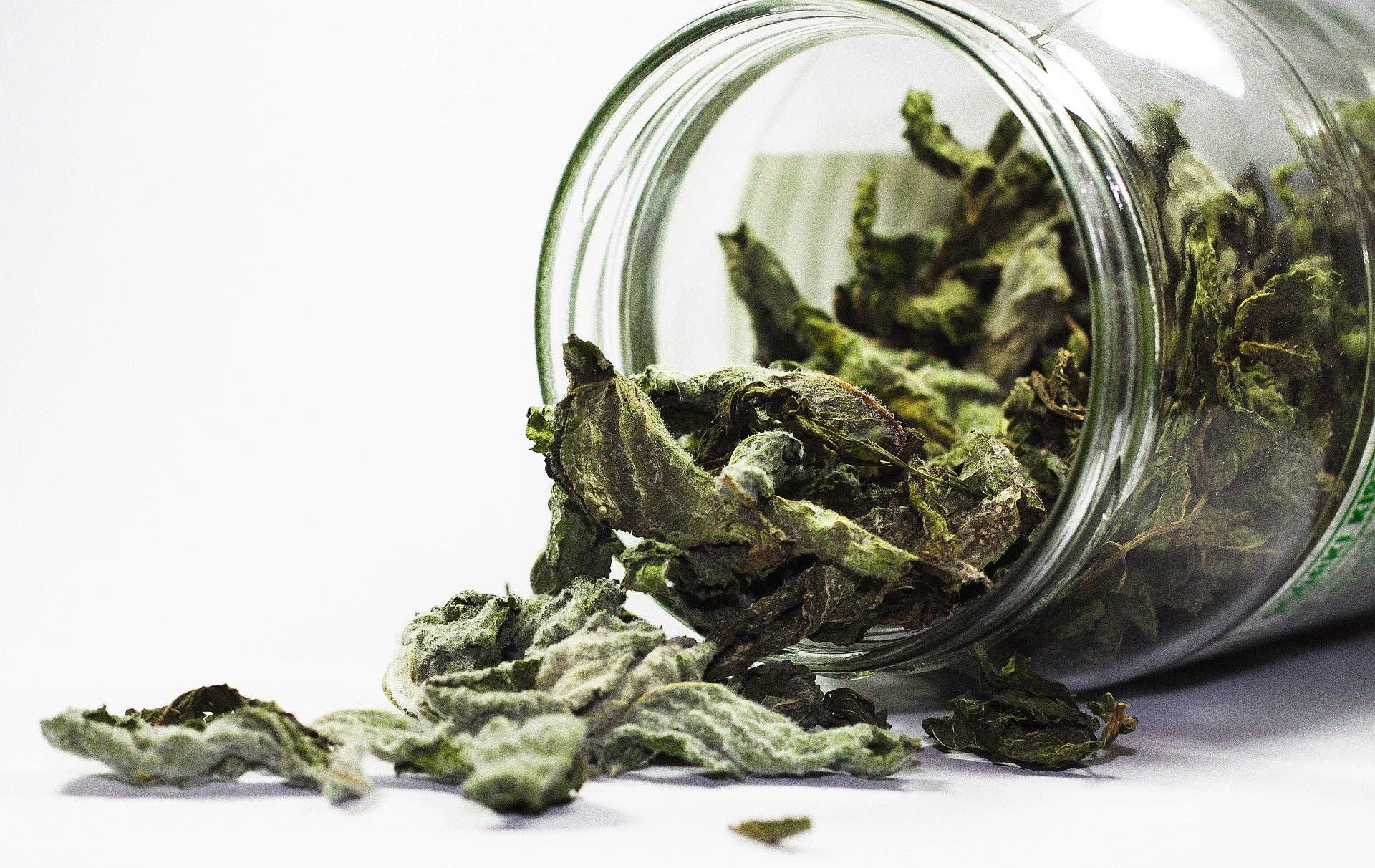 Organic Lungwort Dried Leaves - 4 oz