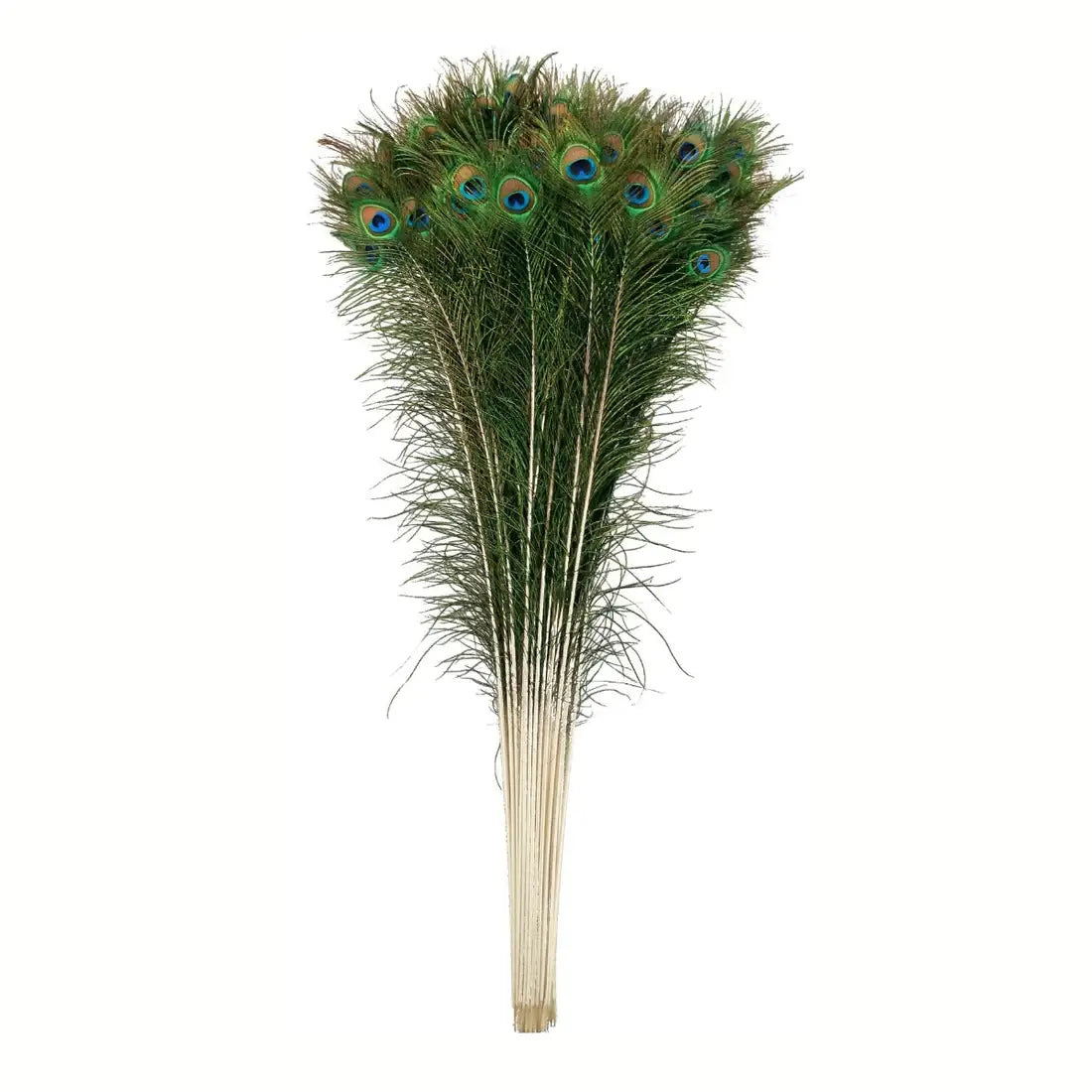 Peacock Feather