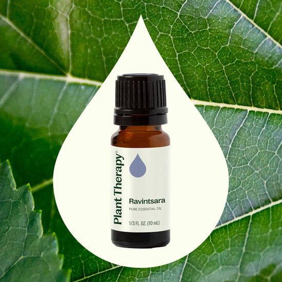 Ravintsara Essential Oil 10 mL