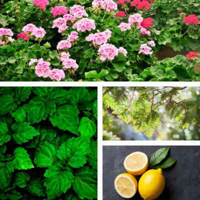 Essential Oil Blend: Earth Friendly with Citrus, Earth, & Floral Aromatherapy