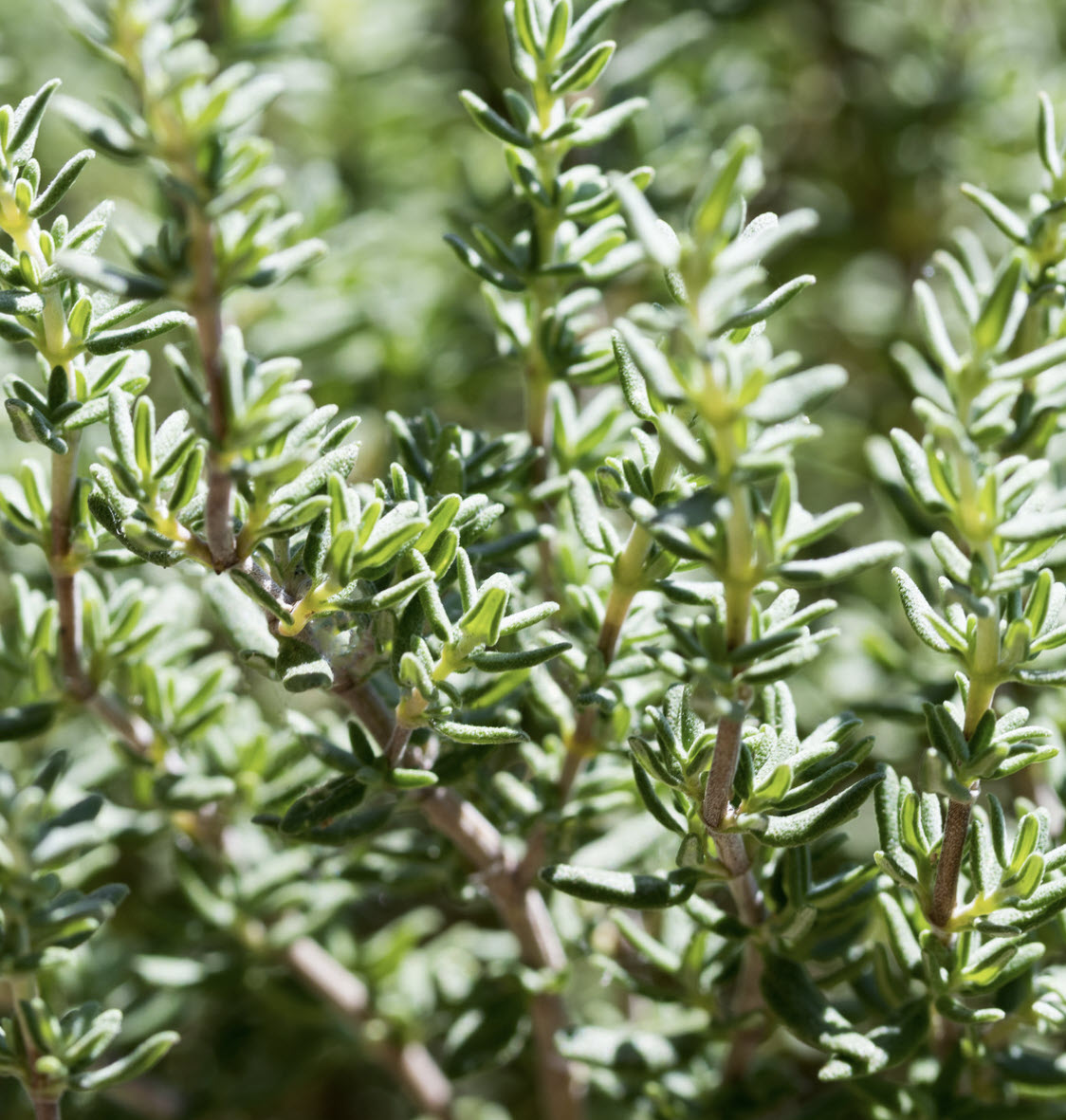 Organic Thyme - Cut & Sifted (4 oz)