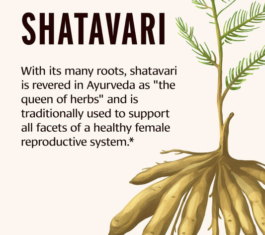 Shatavari Ghee - Vital Nourish (7.5 oz)