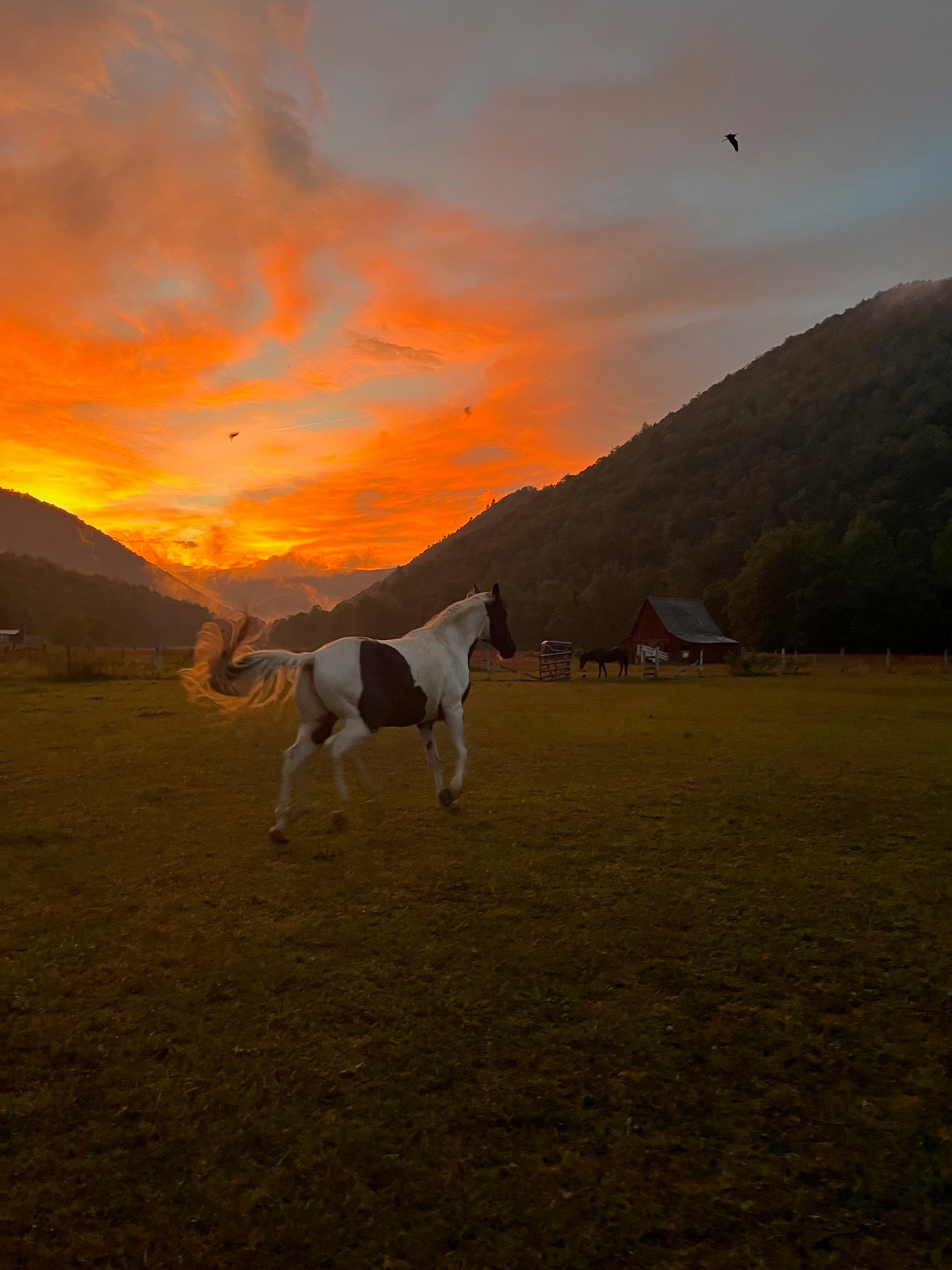 This is the Year of the Fire Horse 2026