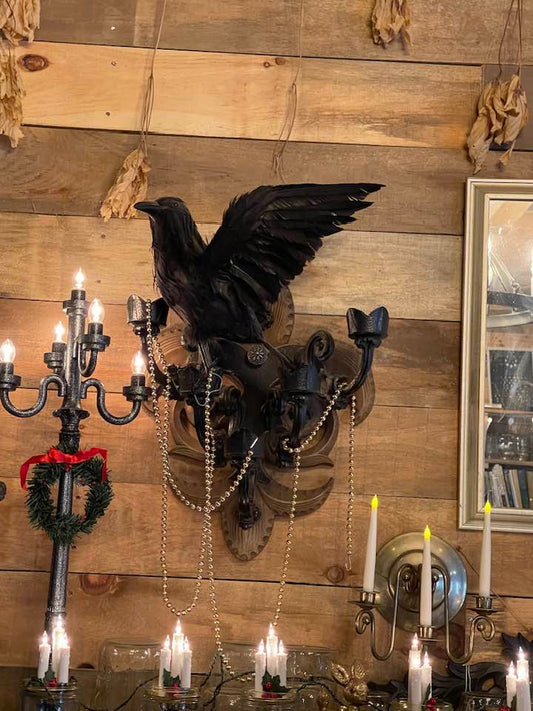 Evermore, our new house raven, arrived today!