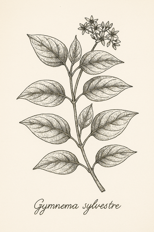 Gymnema Leaf: The “Sugar Destroyer” in Ayurveda and Herbalism