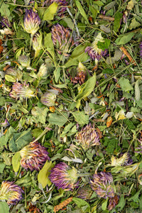 Immunity Herbal Tea