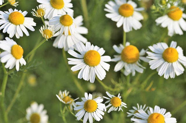 Olloïs Chamomilla 30C Vegan Organic, 80 Homeopathic Pellets