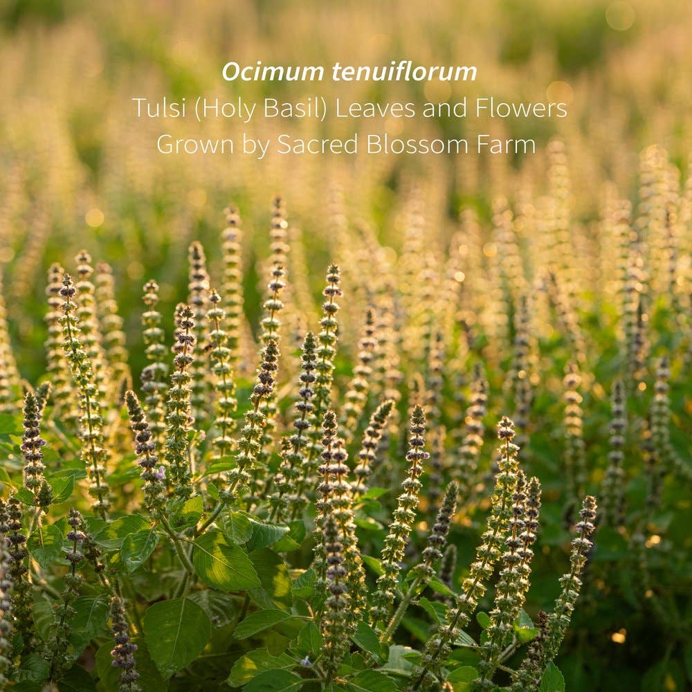 Tulsi (5.1 oz)