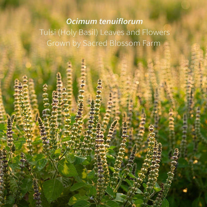 Tulsi (5.1 oz)