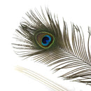 Peacock Feather