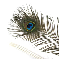 Peacock Feather