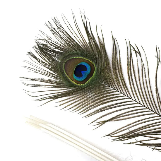 Peacock Feather