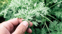 Wormwood (Dried Herb) - 4oz