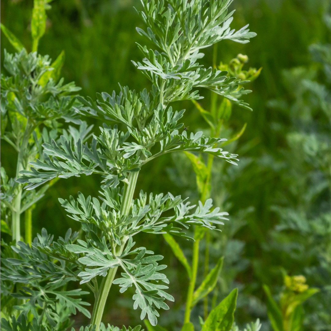 Wormwood (Dried Herb) - 4oz