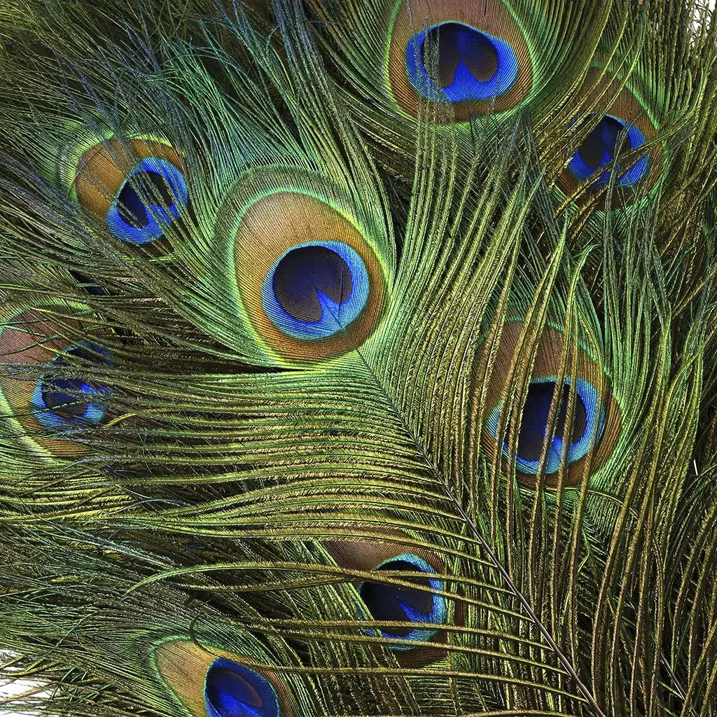 Peacock Feather