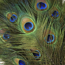 Peacock Feather