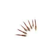 Golden Pheasant Red Top Tail (4 inches)