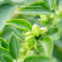 Ashwagandha, 7.6 oz (Withania somnifera)