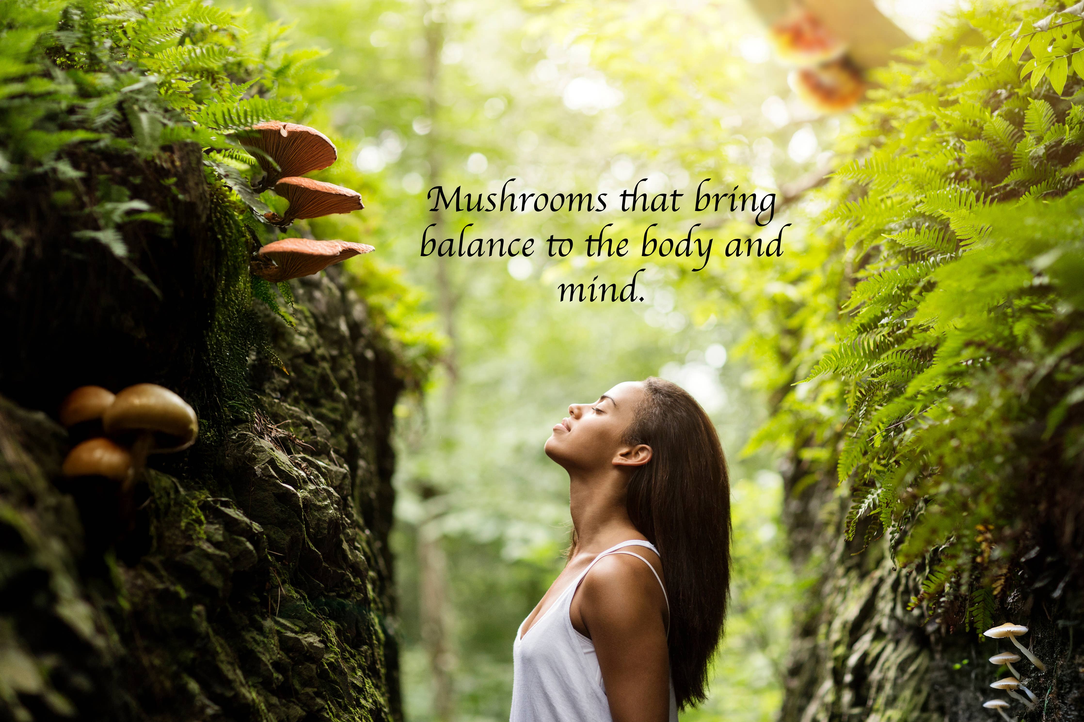 8 in 1 Mushroom Tincture w/Chaga, Mane, Reishi, Maitake, Shiitake, Tremella, & Turkey Tail