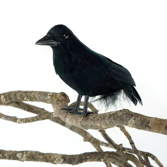 Black Bird with Feathers