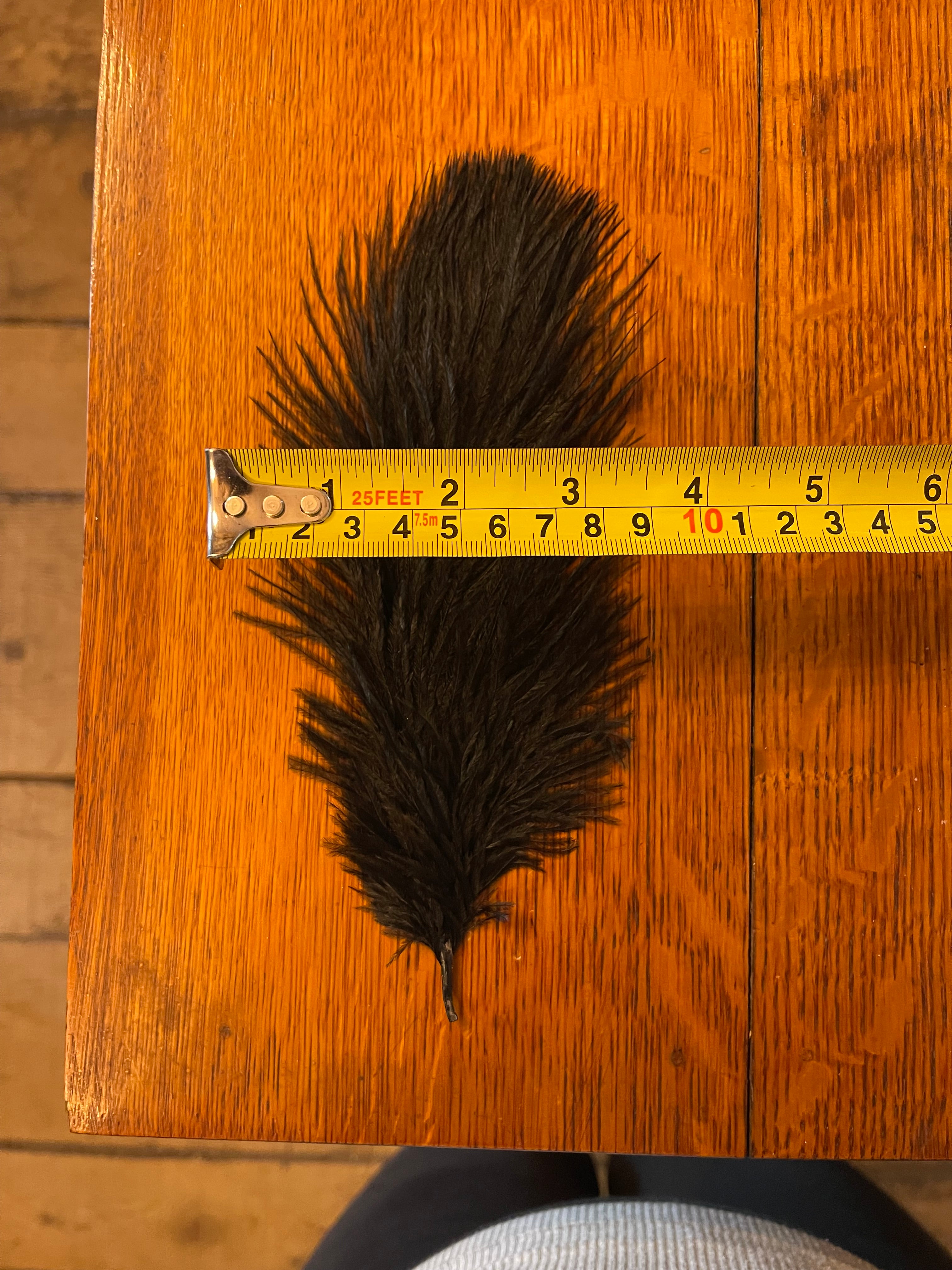 Black Ostrich Feather