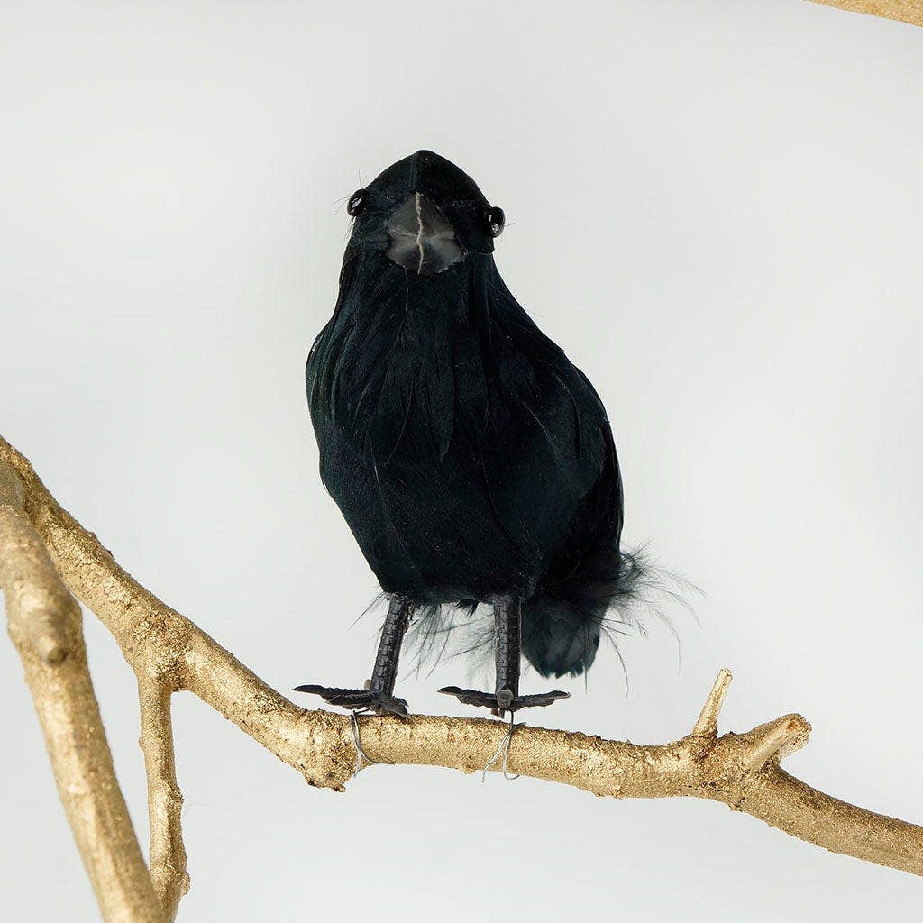 Black Bird with Feathers