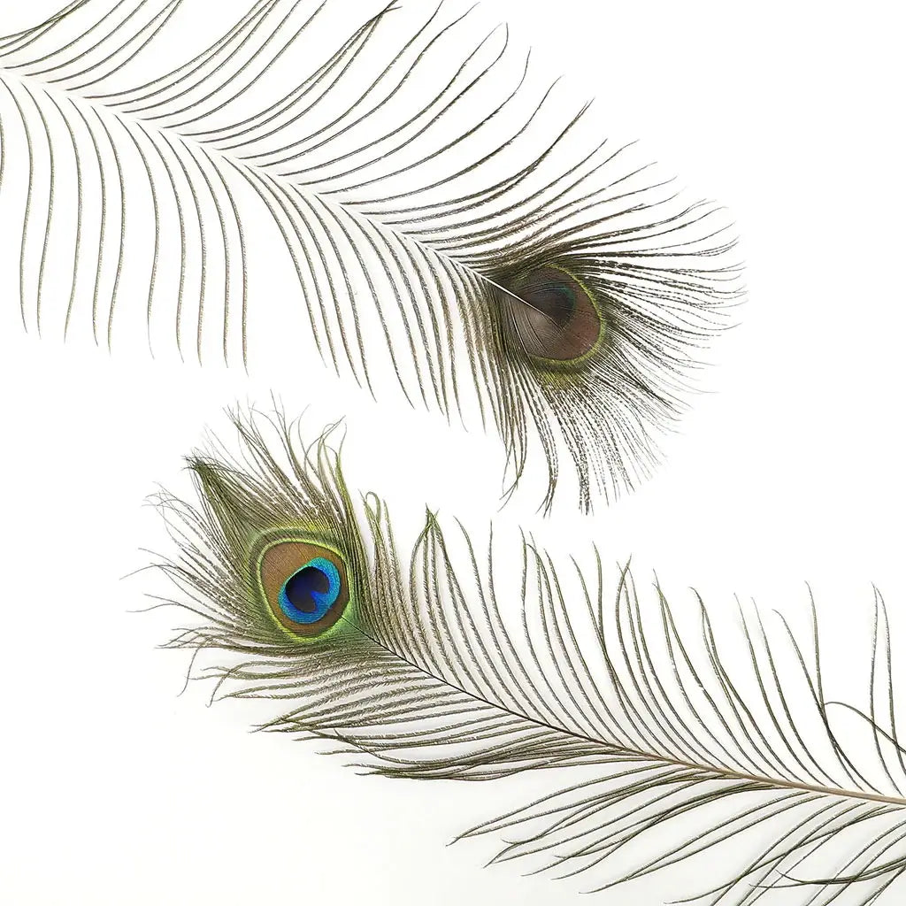 Peacock Feather