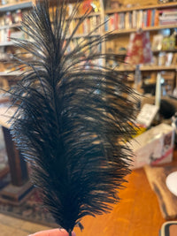 Black Ostrich Feather