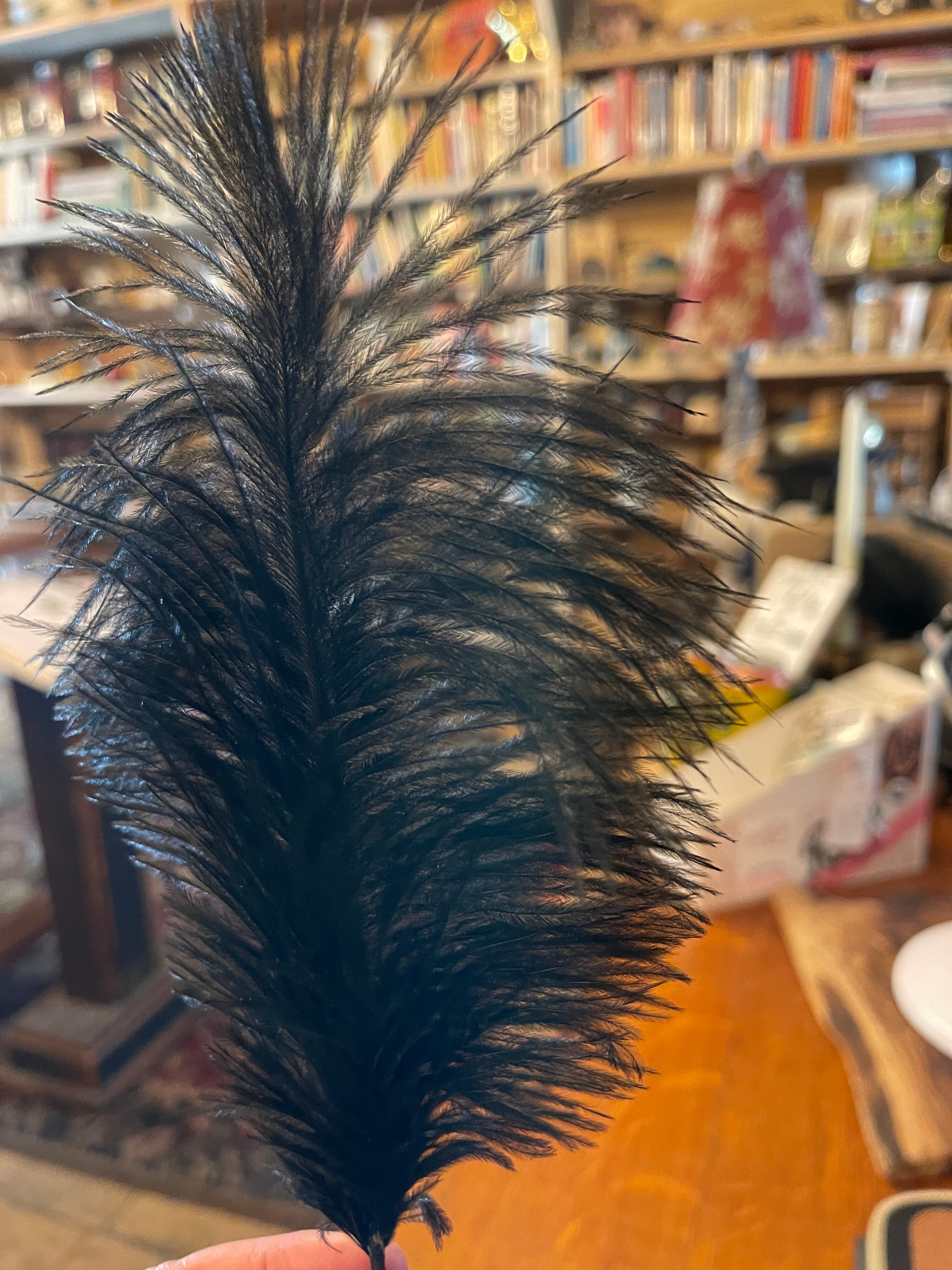 Black Ostrich Feather
