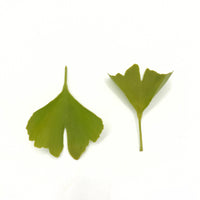 Ginkgo Tincture (2 oz)