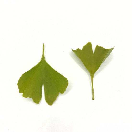Ginkgo Tincture (2 oz)