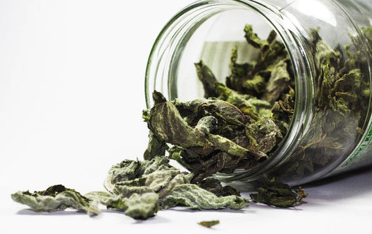 Organic Lungwort Dried Leaves - 4 oz