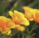 California Poppy Tincture