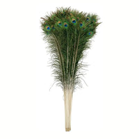Peacock Feather