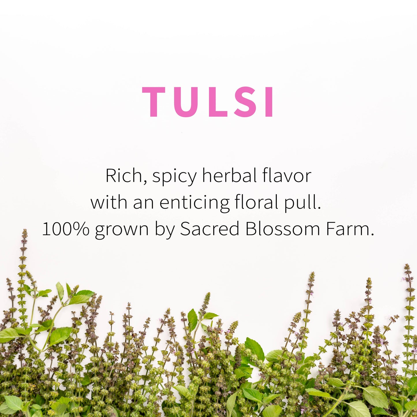 Tulsi Herbal Tea