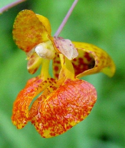 Jewelweed Mist for Poison Ivy & Poison Oak