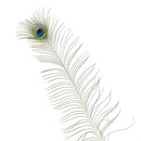 Peacock Feather