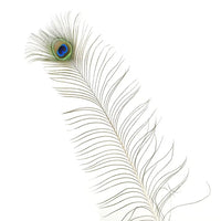 Peacock Feather