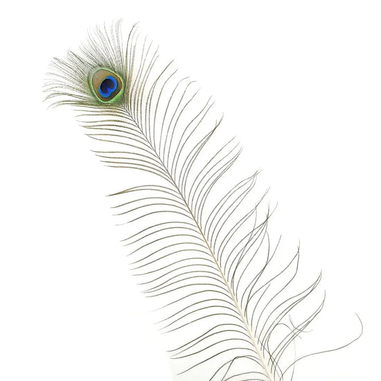 Peacock Feather