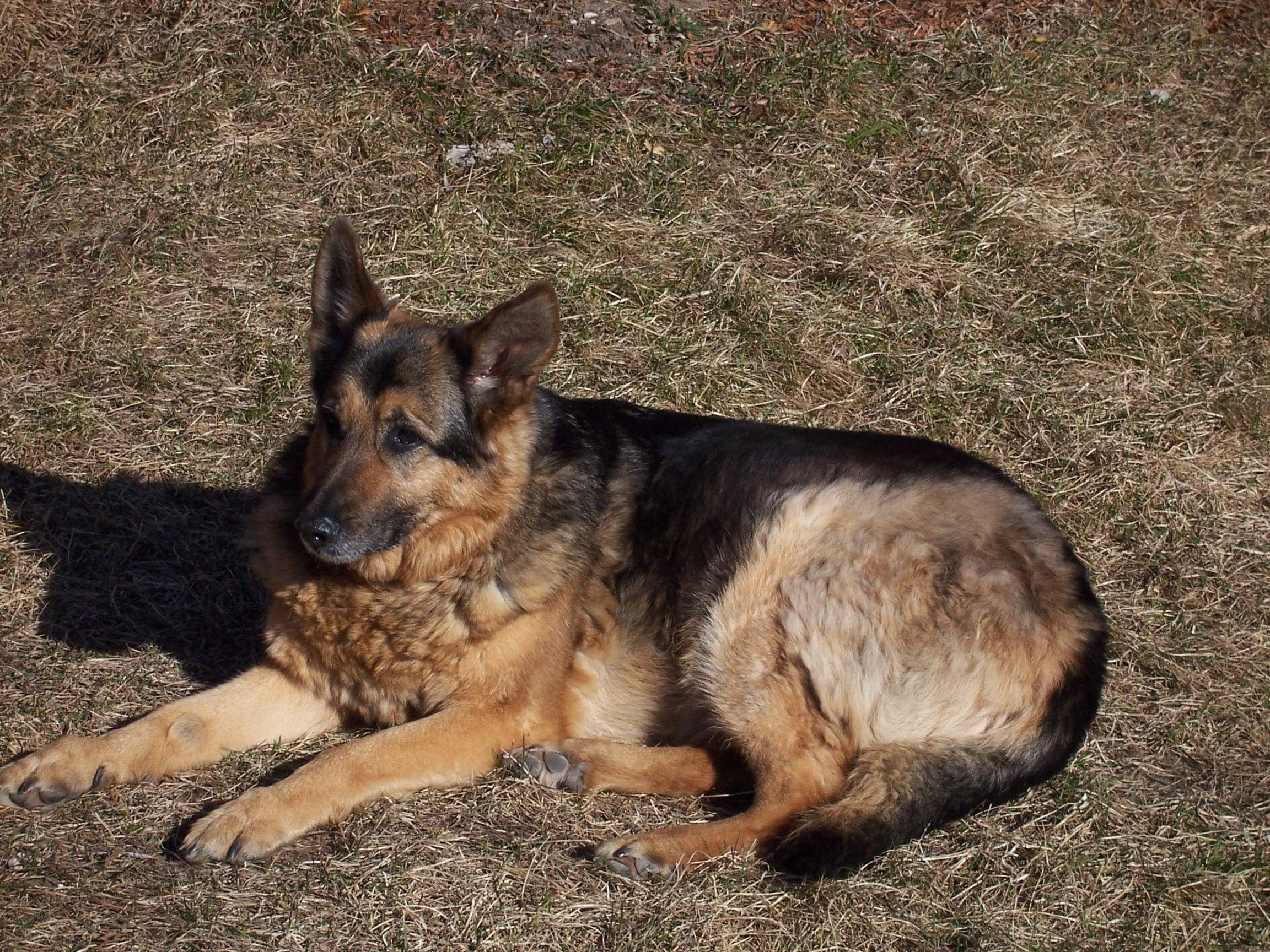 Jewelweed Mist for Poison Ivy & Poison Oak