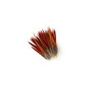 Golden Pheasant Red Top Tail (4 inches)