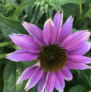 Organic Echinacea Root Tincture