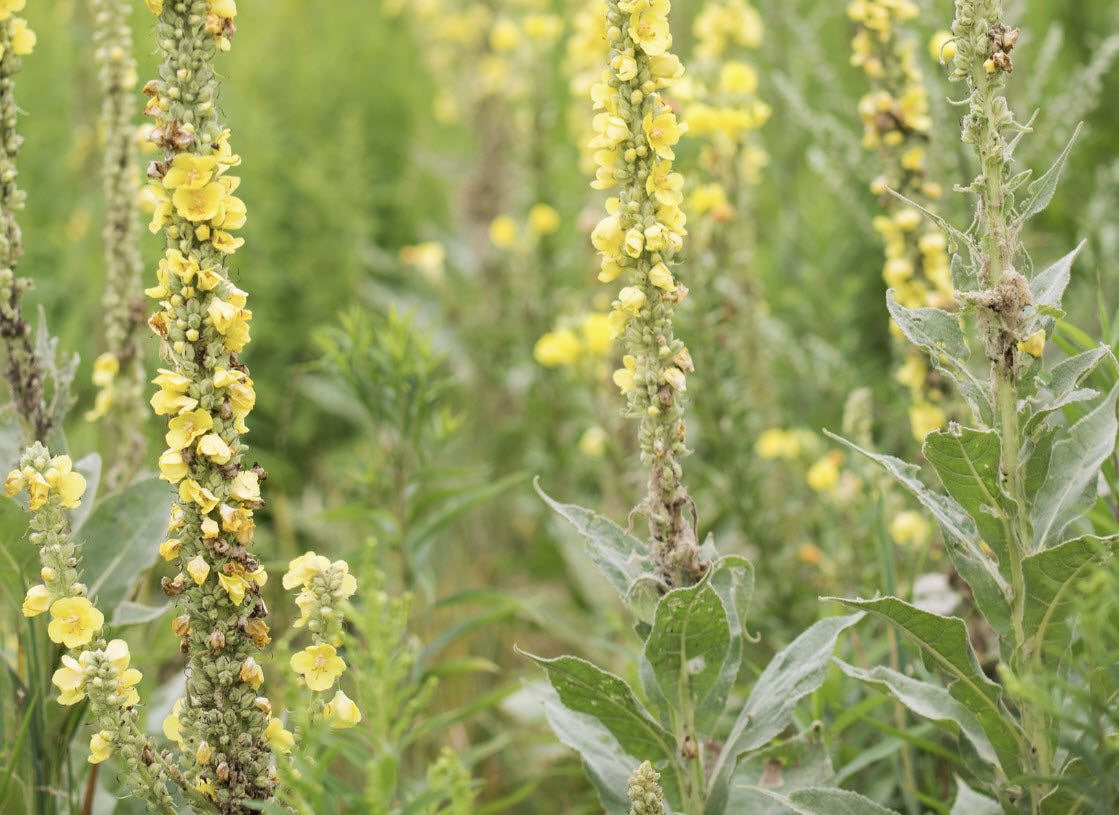 Mullein Leaf, US Grown Organic
