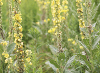 Mullein Leaf, US Grown Organic