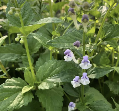 Organic Skullcap Tincture