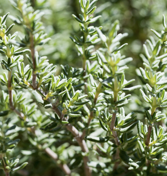 Organic Thyme - Cut & Sifted (4 oz)