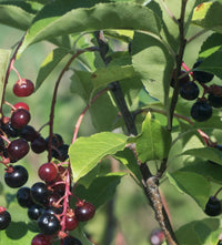 Organic Wild Cherry Bark (4 oz)