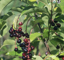 Wild Cherry Extract (2 oz)